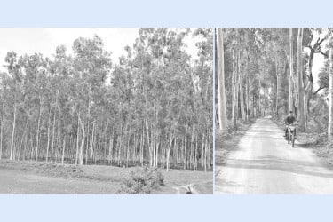 নিষিদ্ধ গাছে হুমকিতে জীববৈচিত্র্য