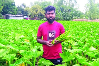 কচুর লতি চাষে তরুণ উদ্যোক্তাদের বাজিমাত