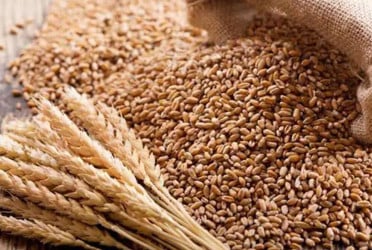 আরব আমিরাত থেকে ৫০ হাজার টন গম কিনবে সরকার