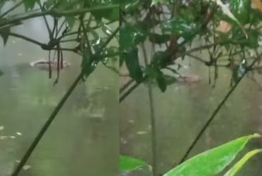 নোয়াখালীতে পুকুরে কুমির, এলাকায় তোলপাড়