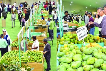 কাতারে শুরু প্রথম বাংলাদেশি আম উৎসব