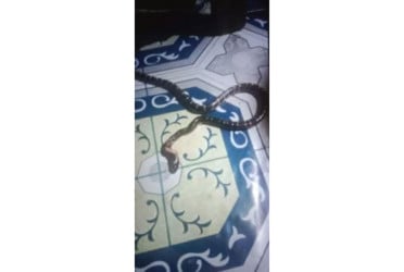 যশোরে কালাচ সাপের দংশনে একজনের মৃত্যু