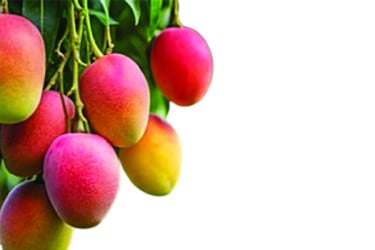 আম রপ্তানিতে হতাশা