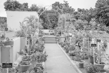 ছাদ বাগান