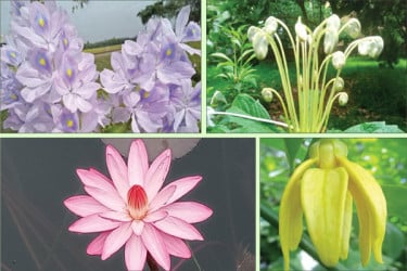 বর্ষার ফুলে মুগ্ধতা