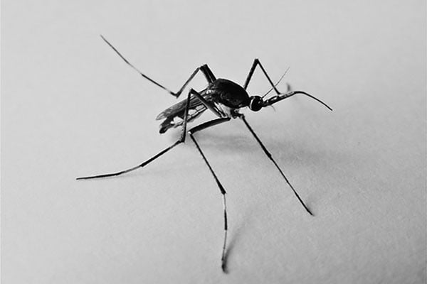 উপকারী মশা টক্সোরিঙ্কাইটিস
