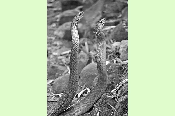 কৃষকের বন্ধু দাঁড়াশ