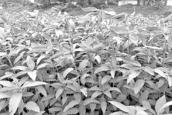 যেসব কারণে পাট চাষে আগ্রহ কমছে কৃষকের