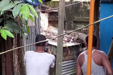 হাতিয়ায় গুইসাপ ভাসছিল পুকুরে, কুমির গুজবে তোলপাড়
