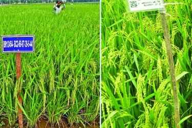 ধানের আরও তিন জাত উদ্ভাবন