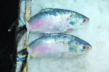কমছে ইলিশ মাছের দাম