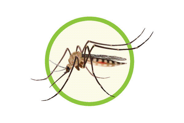 চলতি বছর ডেঙ্গুতে মৃত্যু ৪১