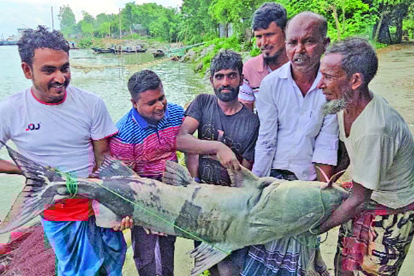 রাজবাড়ীর পদ্মায় ধরা পড়ল ৫০ কেজির বাগাড়