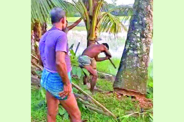 কেটে ফেলা হলো তাল গাছ, পাঁচ শতাধিক বাবুই পাখির মৃত্যু