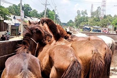 গরুর মাংস বলে ঘোড়ার মাংস বিক্রি, কসাই আটক