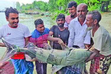 রাজবাড়ীর পদ্মায় ধরা পড়ল ৫০ কেজির বাগাড়