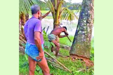 কেটে ফেলা হলো তাল গাছ, পাঁচ শতাধিক বাবুই পাখির মৃত্যু