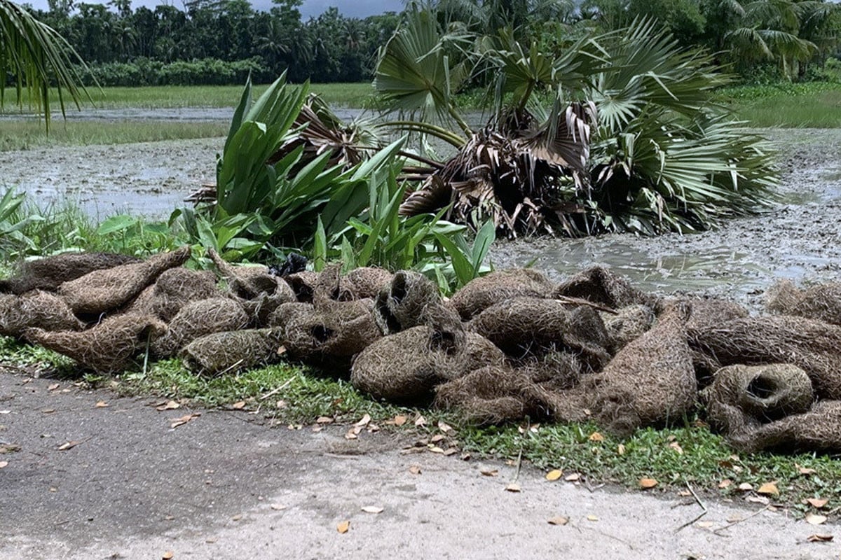 তালগাছ কেটে বাবুই পাখি হত্যার ঘটনায় দুই মামলা