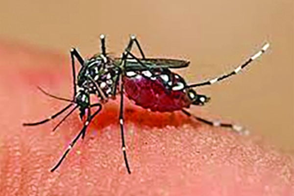 ডেঙ্গুতে হাসপাতালে ভর্তি ৪২৯ জন
