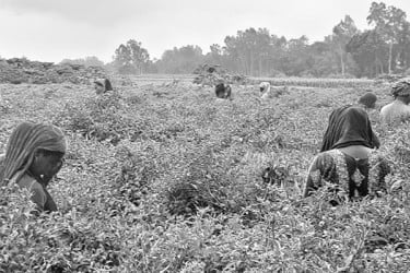 বাহারি কাঁচা মরিচ, চাহিদা দেশব্যাপী