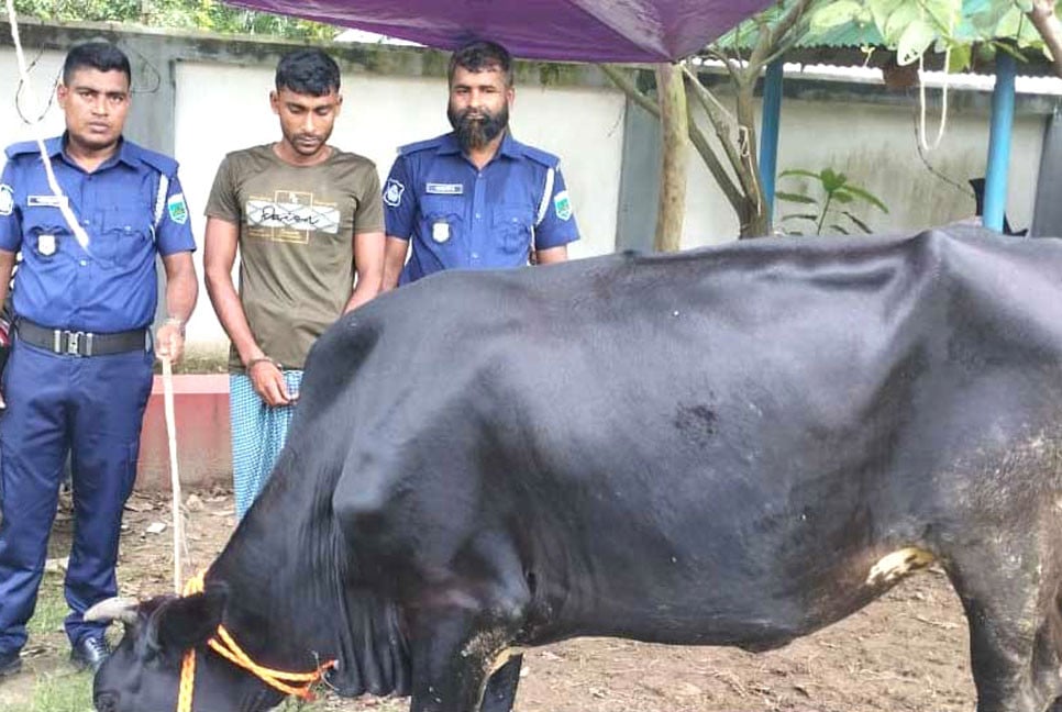 বগুড়ায় চুরি হওয়া গরু উদ্ধার, একজন গ্রেপ্তার