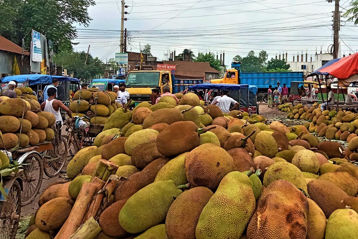 টাঙ্গাইলে কাঁঠালের বাজার রমরমা, সপ্তাহে বিক্রি অর্ধ কোটি