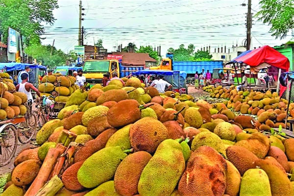 সখীপুরে সপ্তাহে বিক্রি অর্ধকোটি টাকার কাঁঠাল