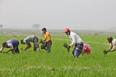 দেশের ৪০ শতাংশ কৃষক ন্যায্যমজুরি পান না : বিবিএসের জরিপ