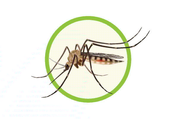 ডেঙ্গুতে একজনের মৃত্যু হাসপাতালে ভর্তি ৩৫৮