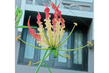 উলটচন্ডালের লালহলুদ শোভা হারিয়ে যাচ্ছে