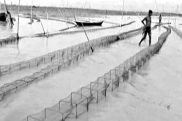 নিষিদ্ধ জালে মাছ নিধন