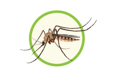 ডেঙ্গুতে একজনের মৃত্যু হাসপাতালে ভর্তি ৩৫৮