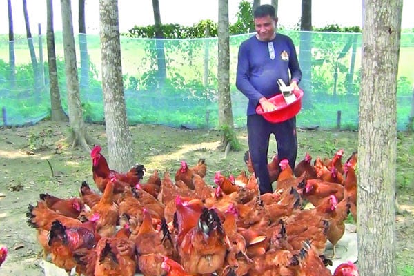 টাইগার মুরগি পালন করে বাজিমাত