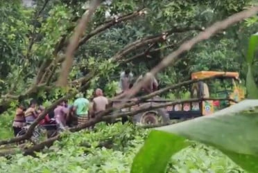 চাঁপাইনবাবগঞ্জে ১৮টি গাছ কেটে নেয়ার অভিযোগ