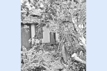 উঠান পুকুরপাড়ে ৩০ জাতের ফল