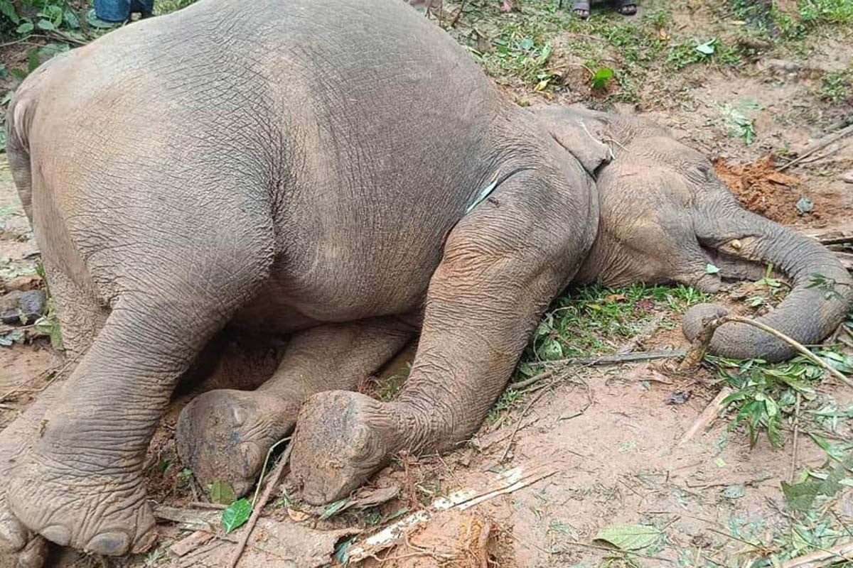 নালিতাবাড়ীতে বিদ্যুৎস্পর্শে বন্যহাতির মৃত্যু