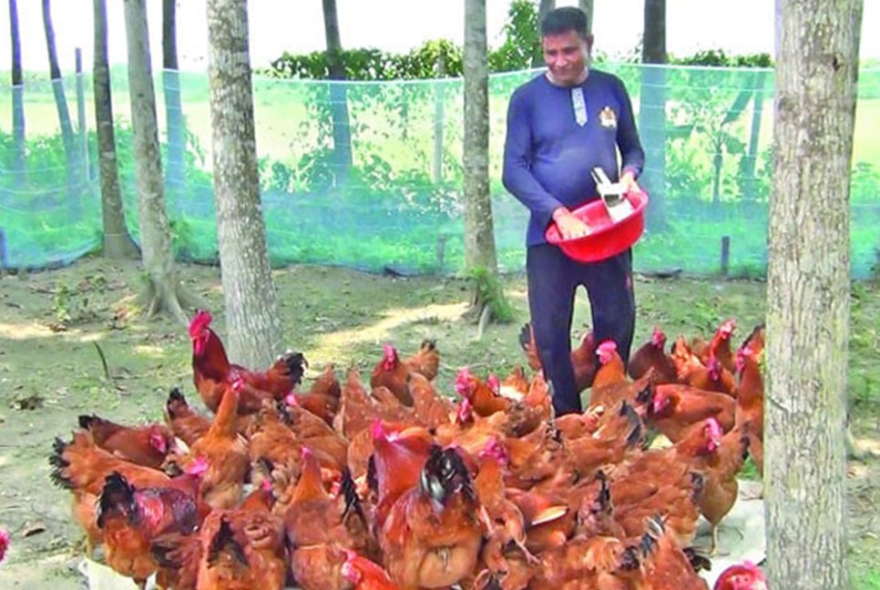 টাইগার মুরগি পালন করে বাজিমাত