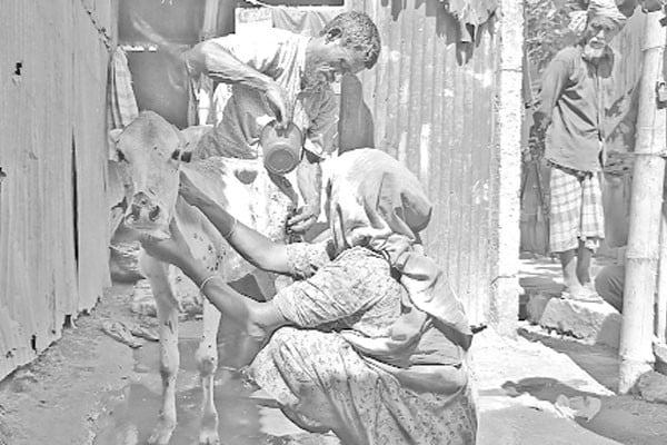 ভাইরাসজনিত রোগে ২ শতাধিক গরুর মৃত্যু