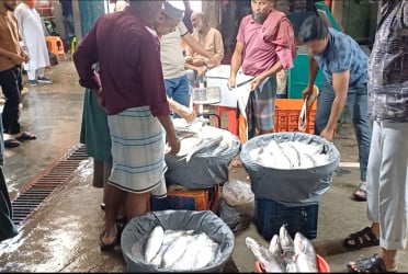 ইলিশের মূল্য নির্ধারণে চাঁদপুর জেলা প্রশাসকের পাঠানো প্রস্তাব অনুমোদন