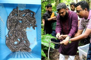 ইনকিউবেটরের অজগর যাচ্ছে বনে