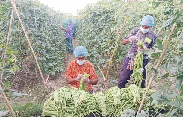 মাস্ক ও গ্লাভস পরে বরবটি চাষে চমক!