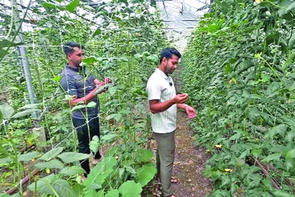 ব্রিটেনে বাণিজ্যিকভাবে চাষ হচ্ছে বাংলাদেশের সবজি