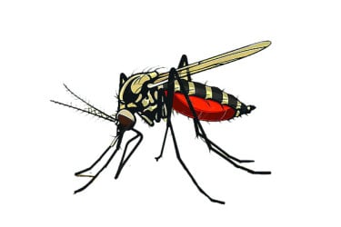 খুলনায় ডেঙ্গু পরিস্থিতির অবনতি
