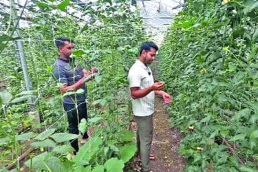 ব্রিটেনে বাণিজ্যিকভাবে চাষ হচ্ছে বাংলাদেশের সবজি