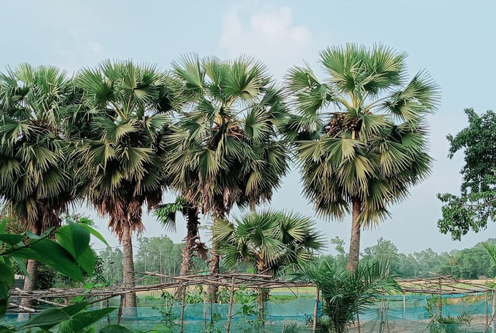 রংপুরে দুই লাখ তাল গাছ গেল কই