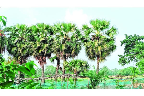 কই গেল দুই লাখ তাল গাছ