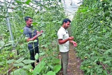 ব্রিটেনে বাণিজ্যিকভাবে চাষ হচ্ছে বাংলাদেশের সবজি