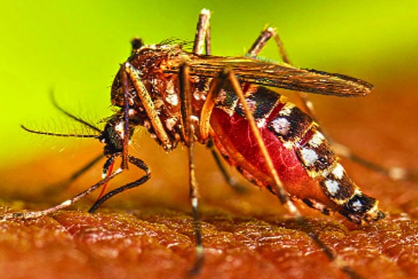 ধরন বদলে জটিল ডেঙ্গু