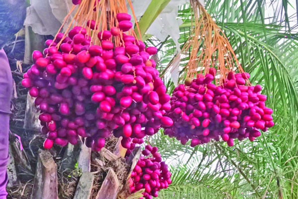 লবণাক্ত মাটিতে সৌদি খেজুর