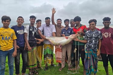 পদ্মায় ধরা পড়ল ২৫ কেজির পাঙ্গাস, ৪২ হাজারে বিক্রি